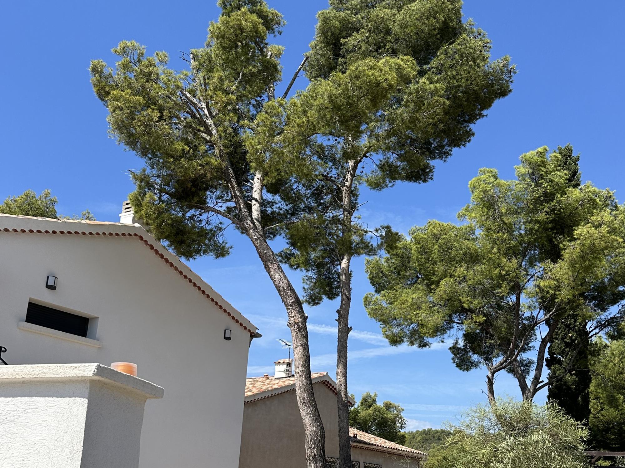 Entreprise de jardinage Bandol abattage et élagage