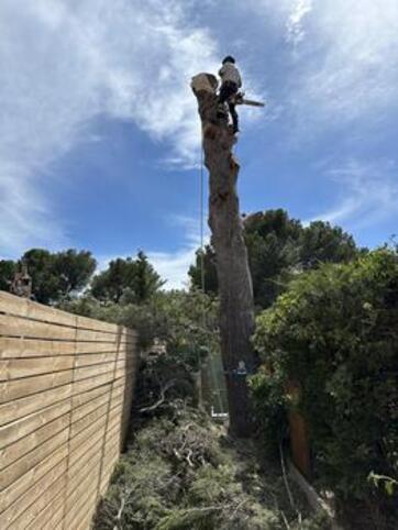 Entretien de jardin Bandol abattage