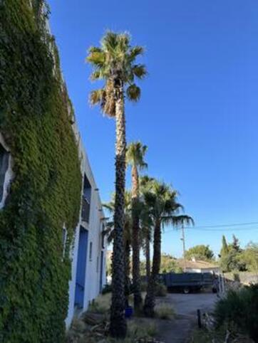 Entretien de jardin Bandol lagueur