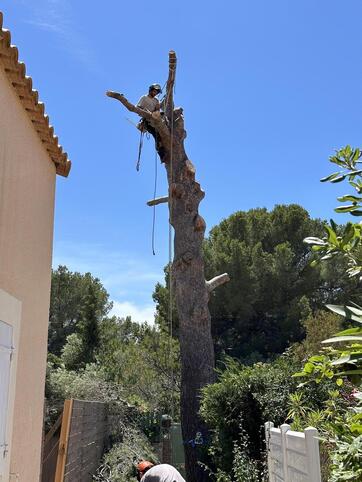 tape 3: une fois les branches coupes, on passe au dmontage du tronc