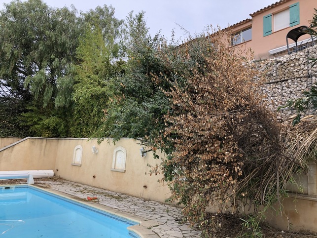 haie couche par la chute de la restanque suprieure (vue depuis la piscine)